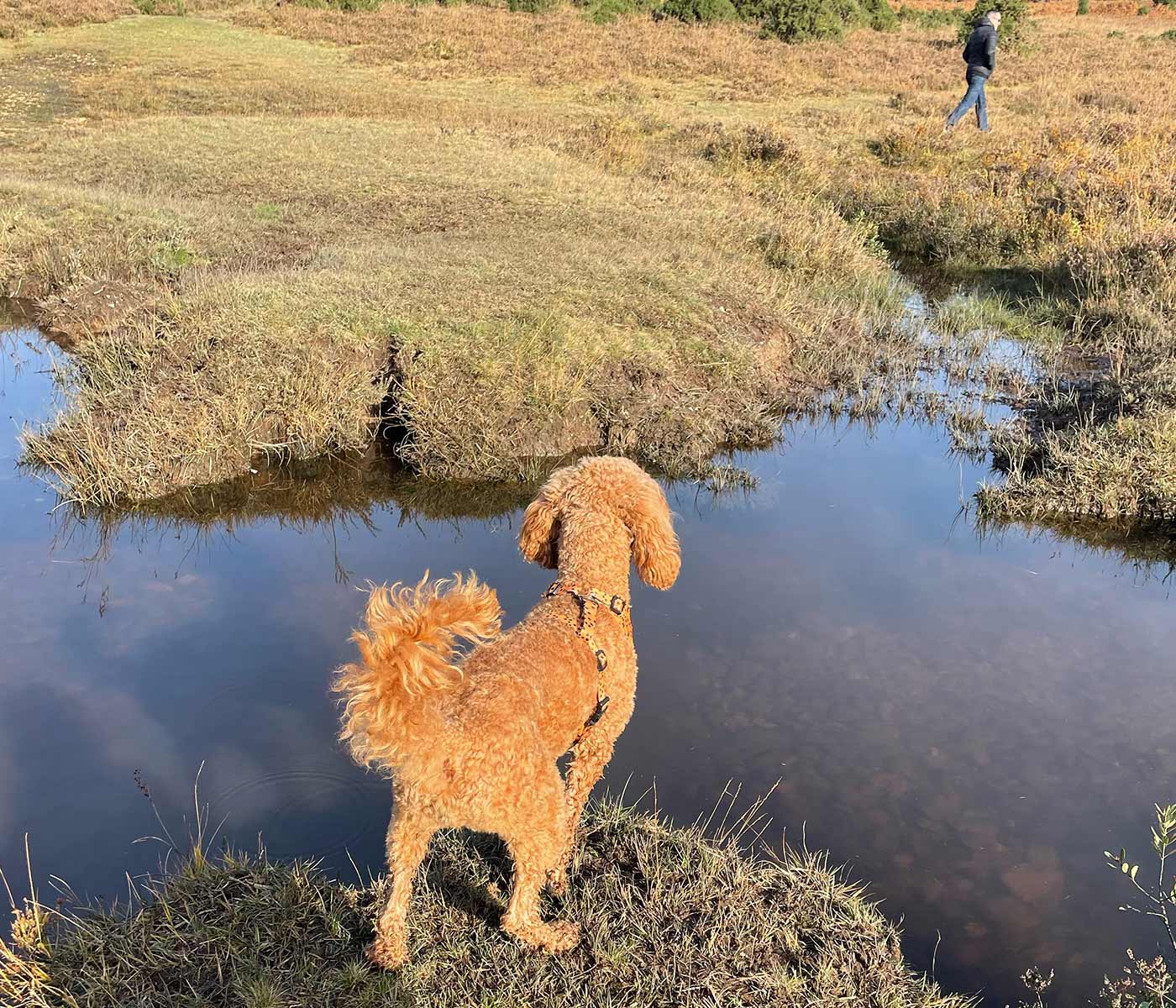 Dog exploring outdoors