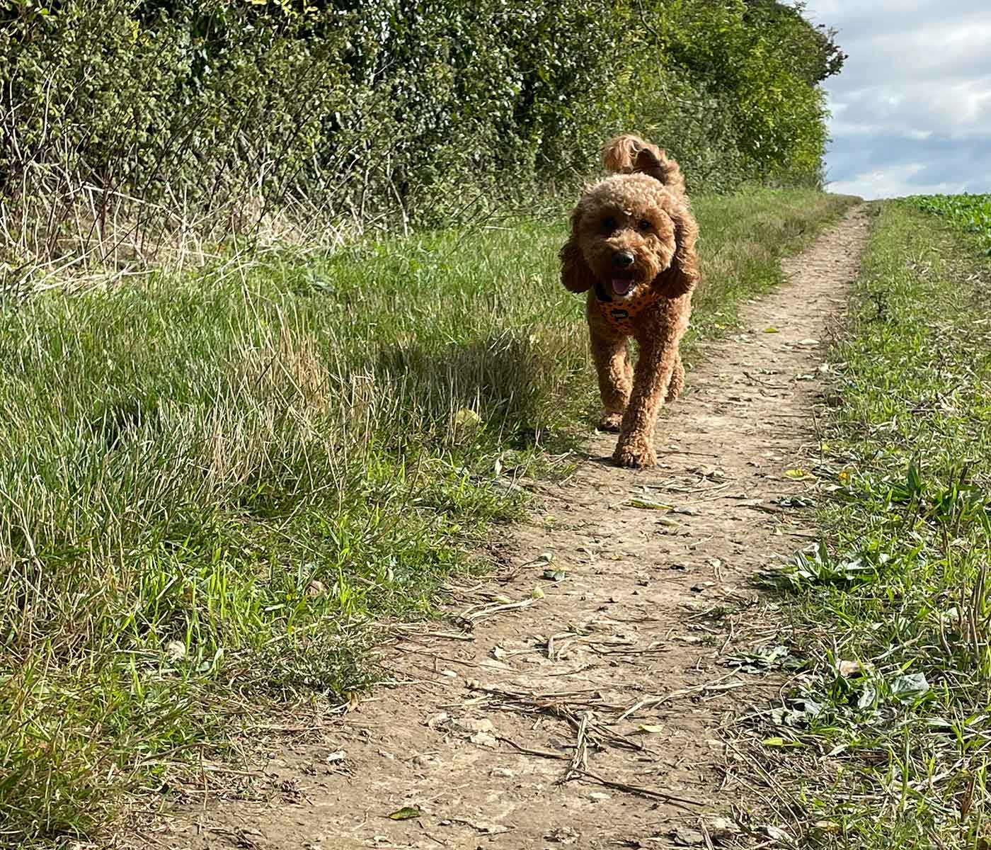 Dog walking along path