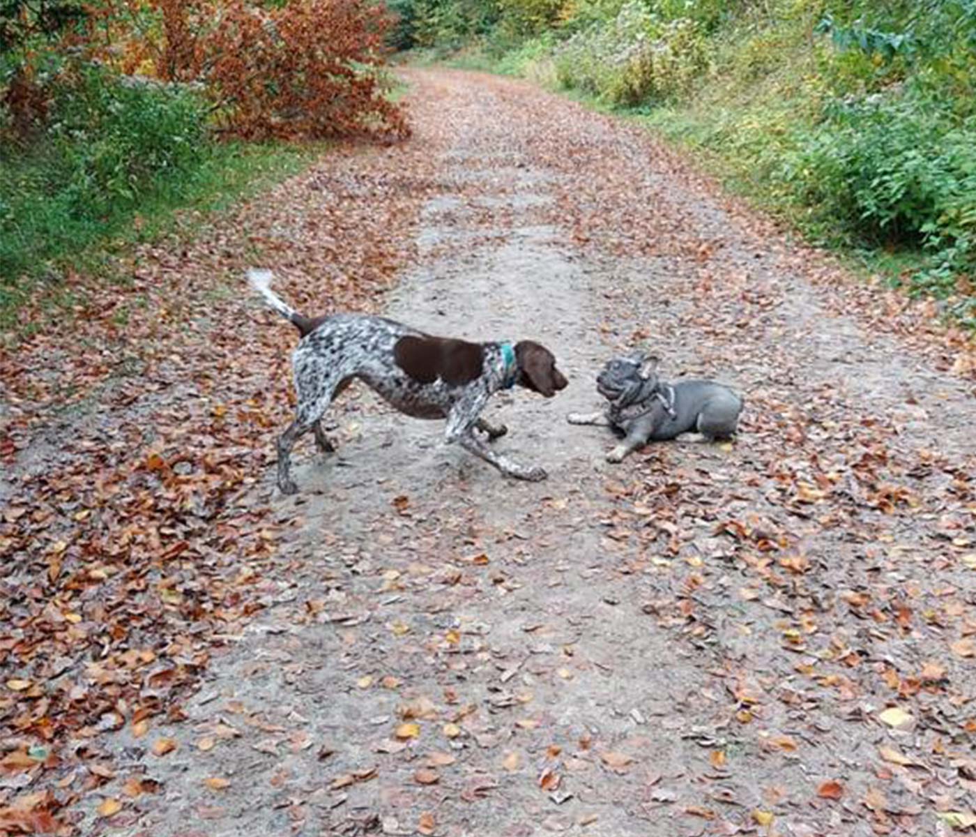 Dogs playing in leaves